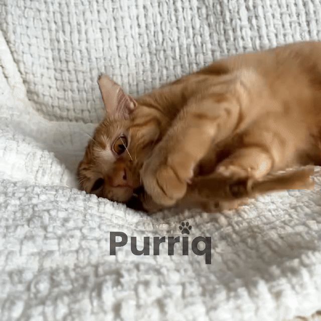 Whisker Wonders™ Silvervine Chew Sticks — Nature’s Toothbrush for Cats