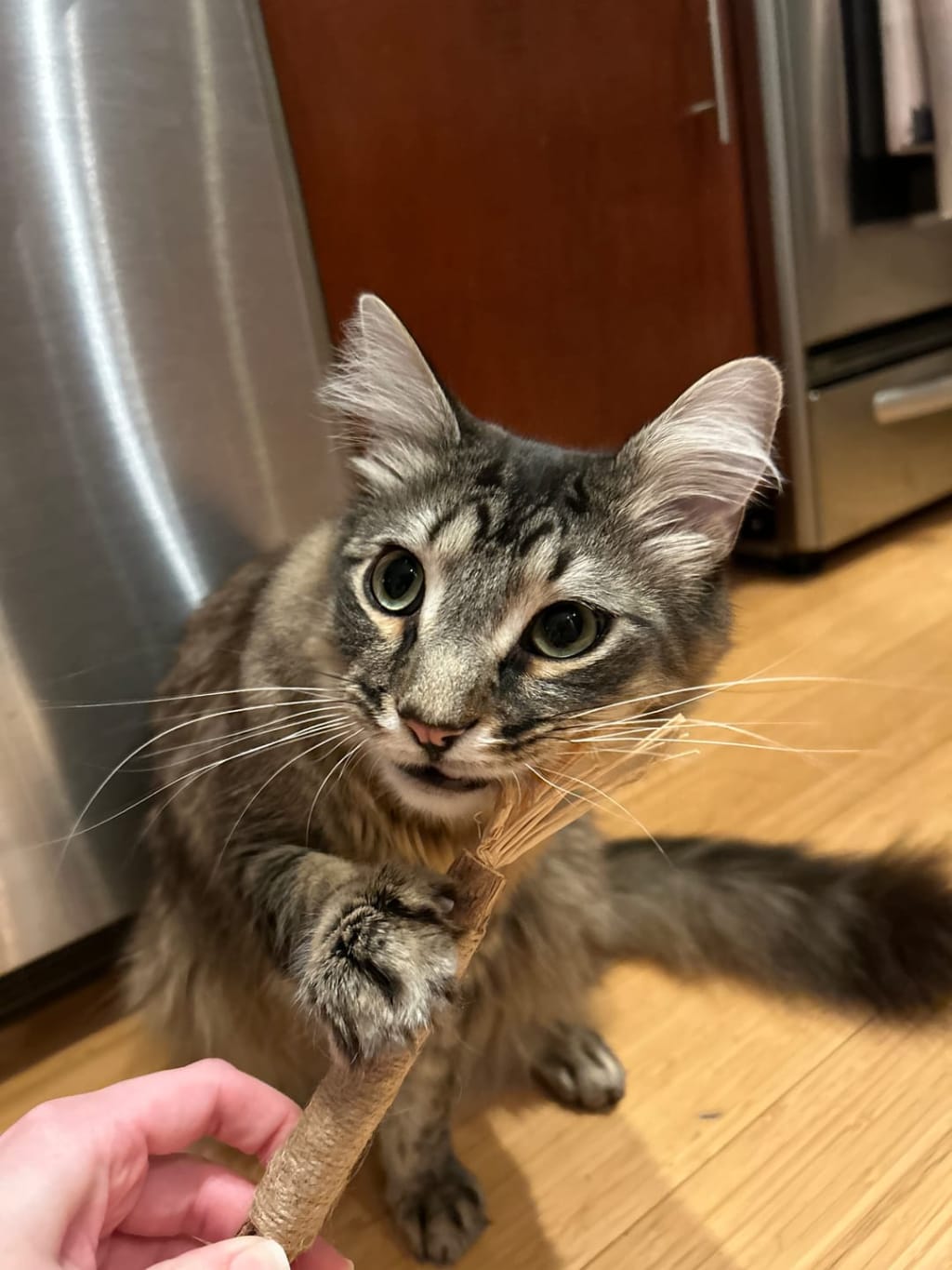 Whisker Wonders™ Silvervine Chew Sticks — Nature’s Toothbrush for Cats