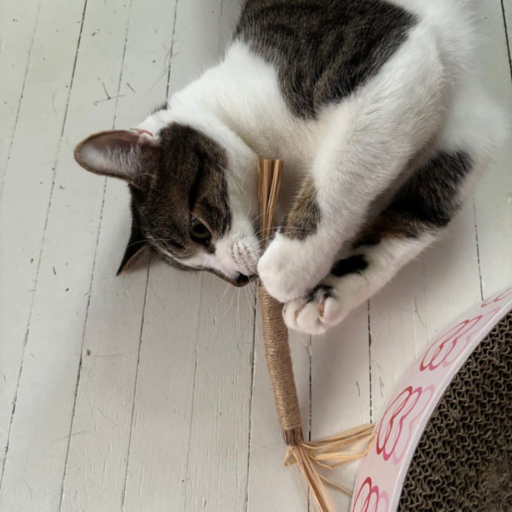 Whisker Wonders™ Silvervine Chew Sticks — Nature’s Toothbrush for Cats
