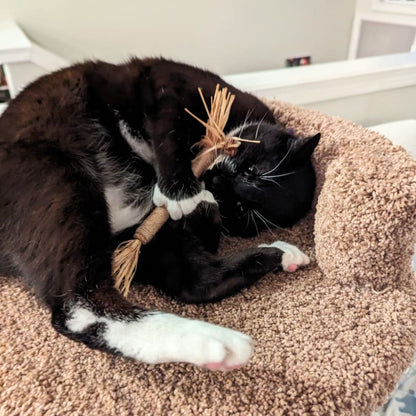 Whisker Wonders™ Silvervine Chew Sticks — Nature’s Toothbrush for Cats