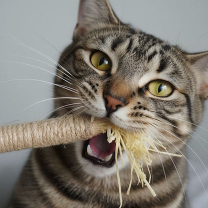 Whisker Wonders™ Silvervine Chew Sticks — Nature’s Toothbrush for Cats